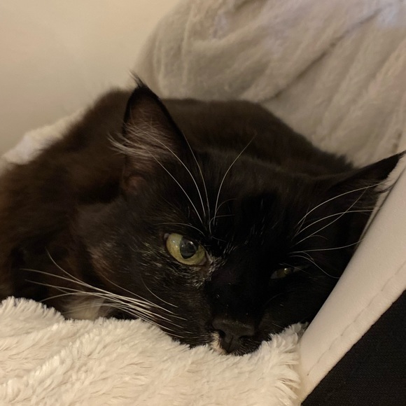 Meet your Posher, Tess! - Picture 2 of 4